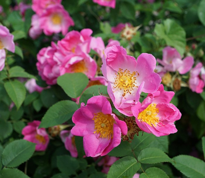 Превью изображения