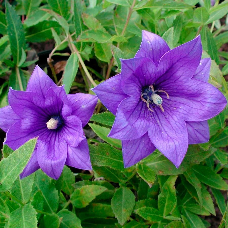 Превью изображения