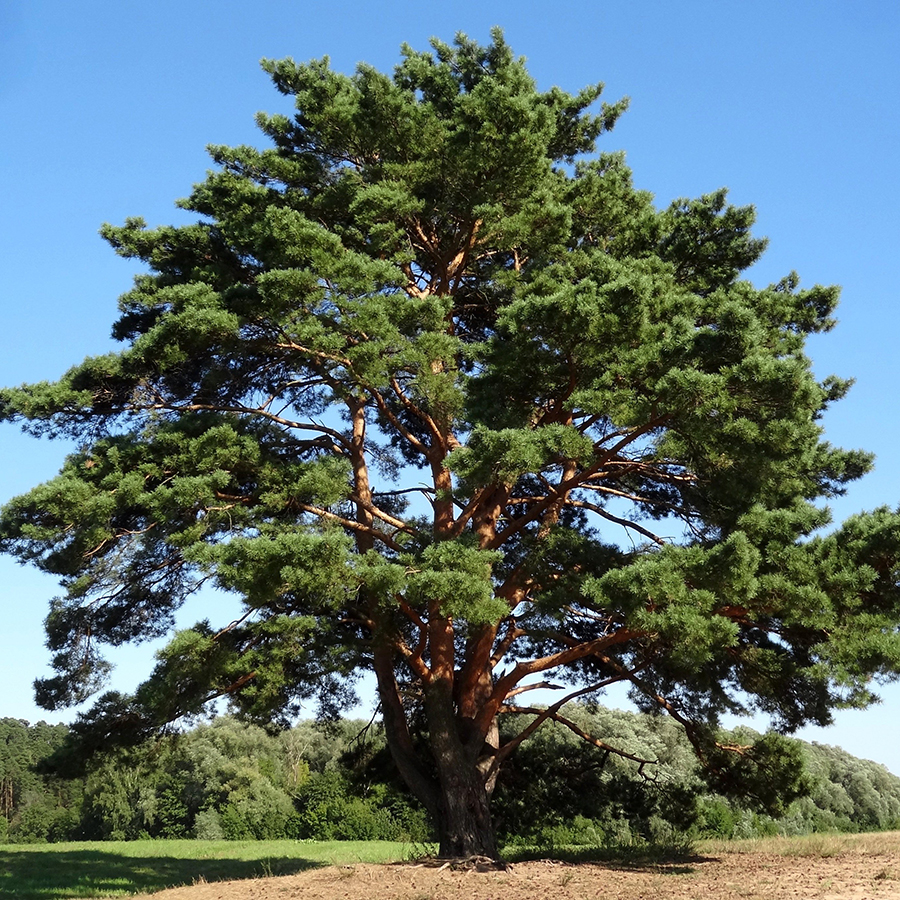 Превью изображения