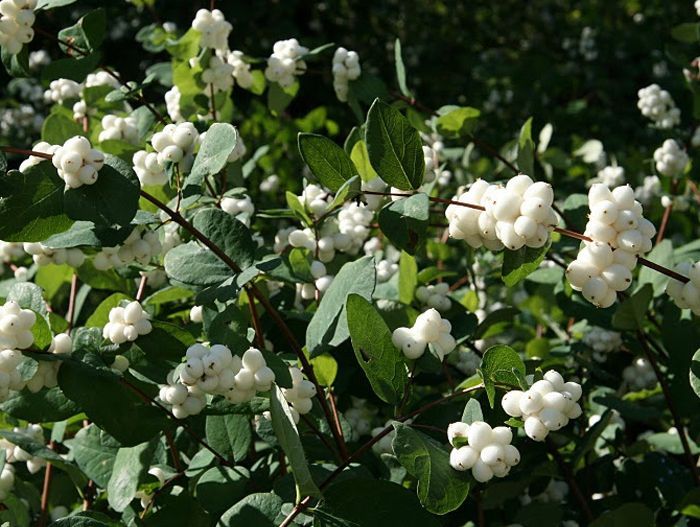 Превью изображения