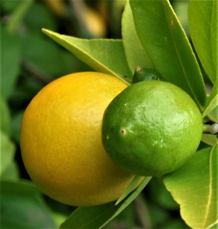 Превью изображения