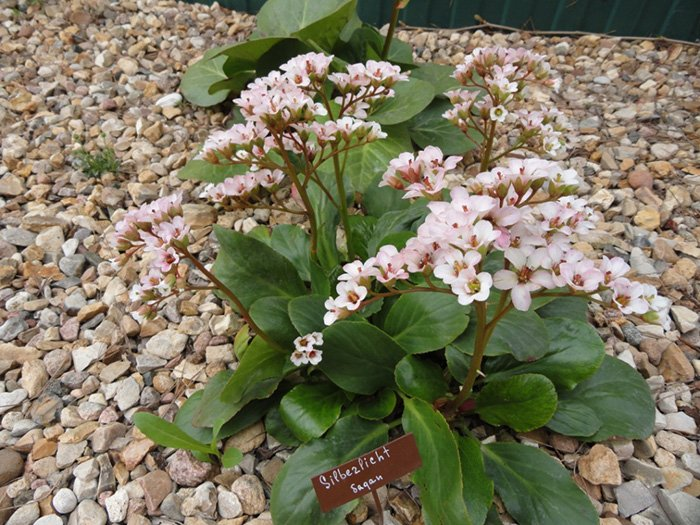 Превью изображения