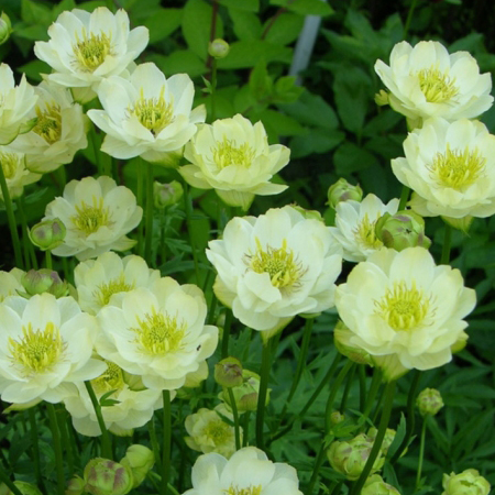 Превью изображения