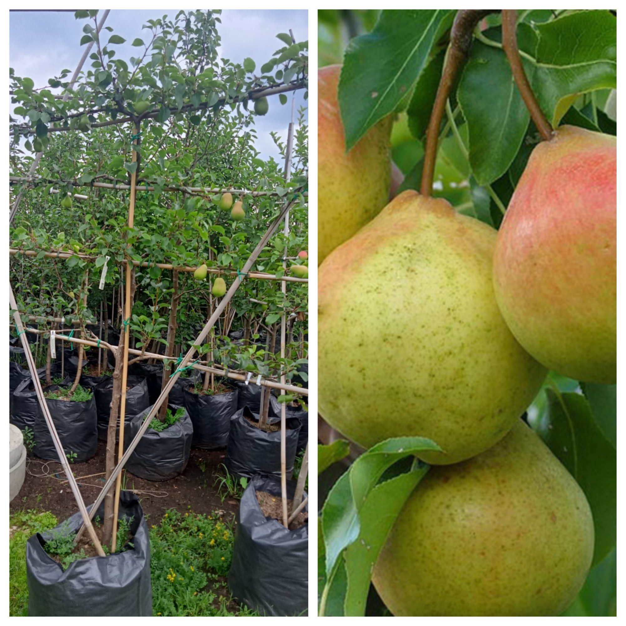 Превью изображения