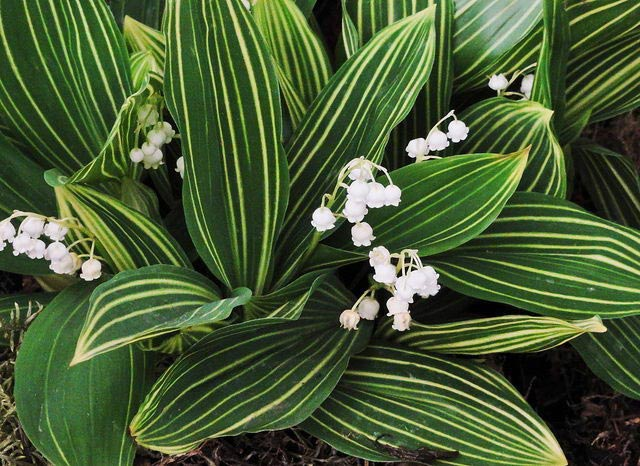 Превью изображения