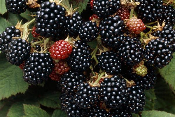 Превью изображения