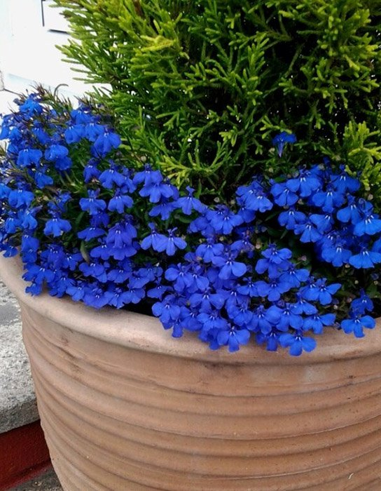 Превью изображения