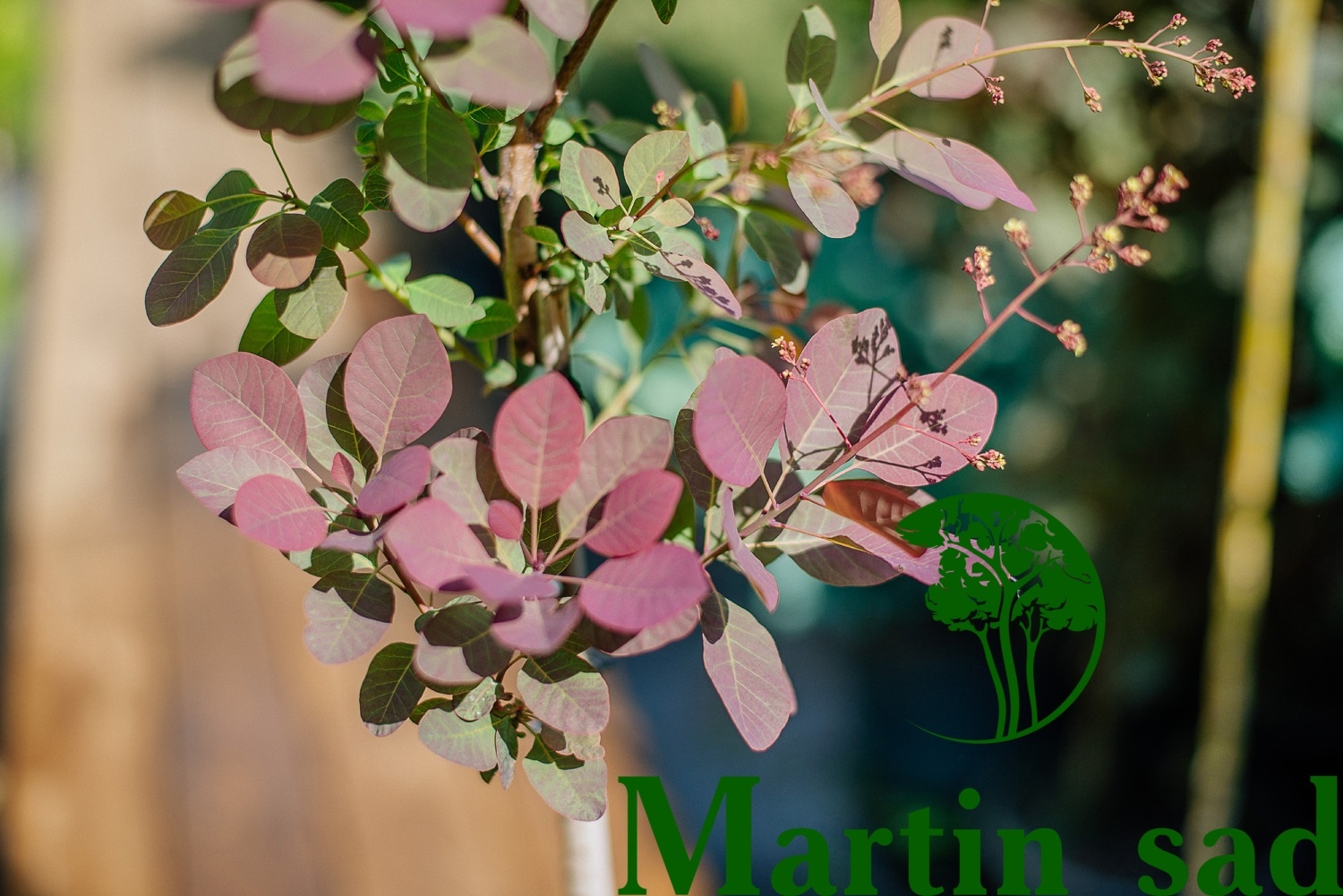 Превью изображения