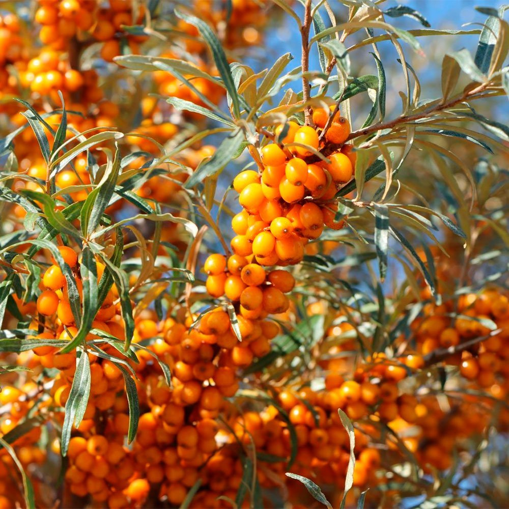 Превью изображения