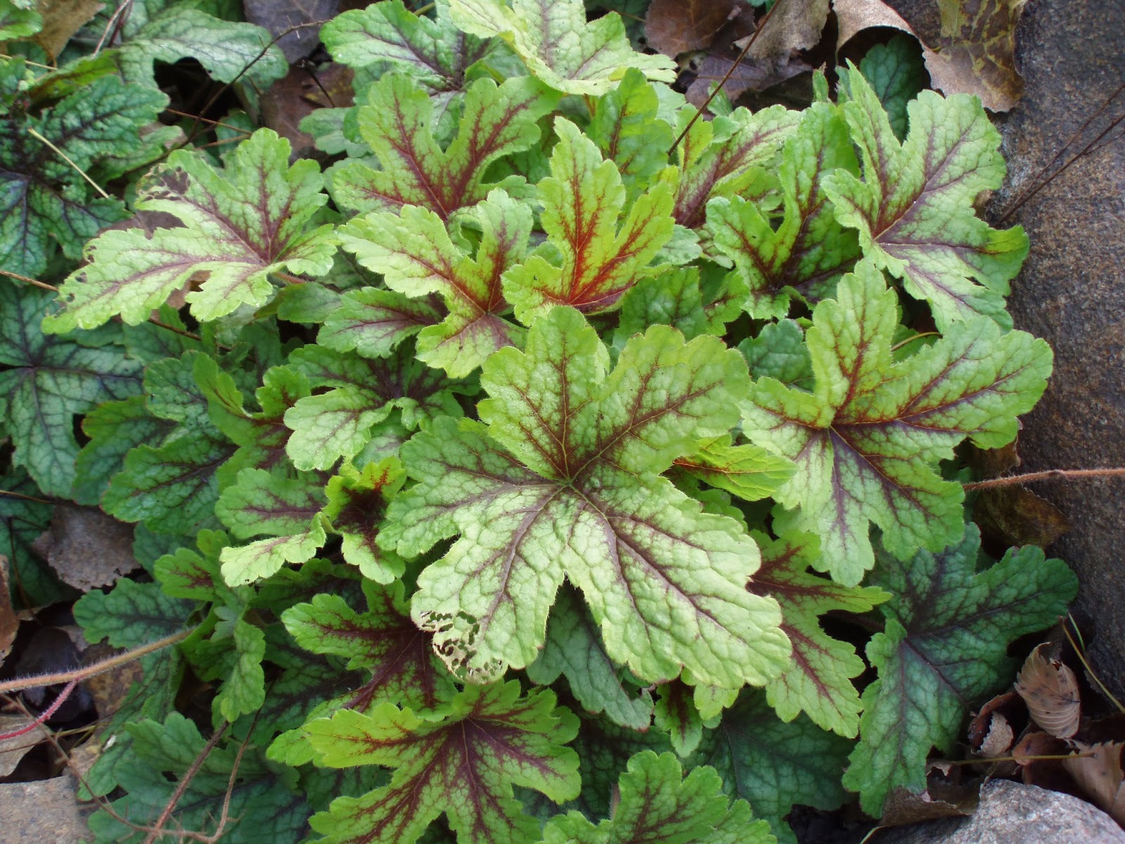 Превью изображения