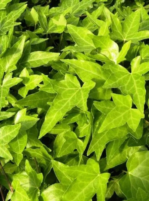 Превью изображения