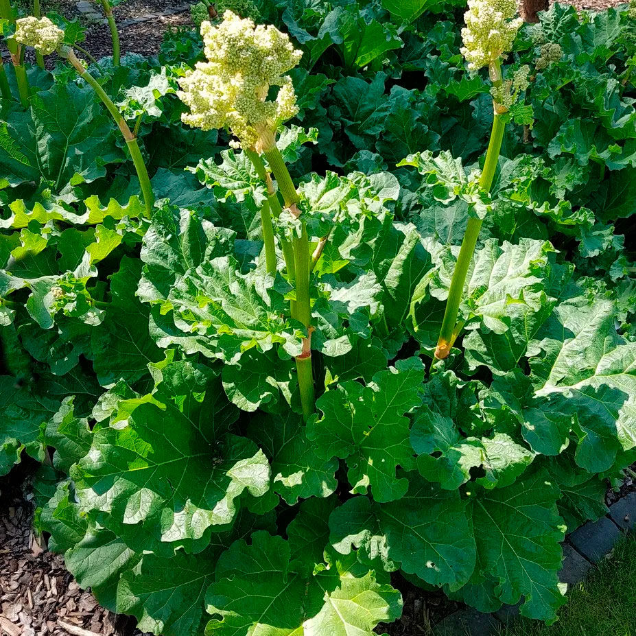 Превью изображения