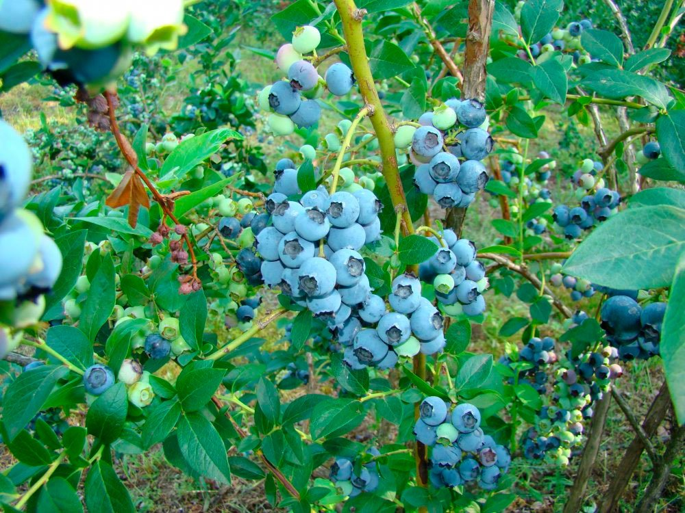 Превью изображения