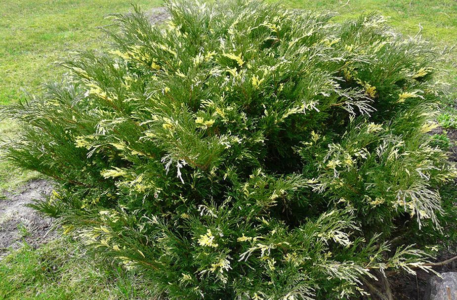 Превью изображения