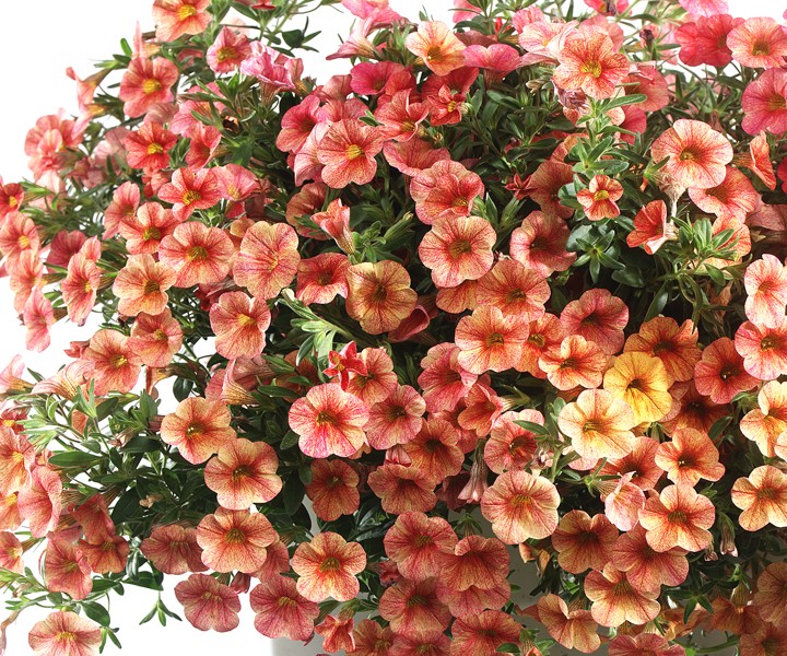 Превью изображения