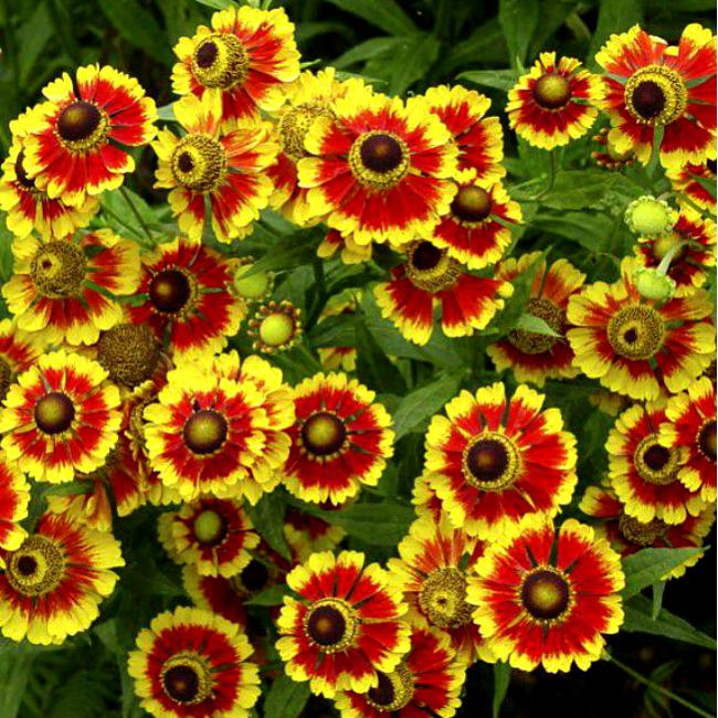 Превью изображения