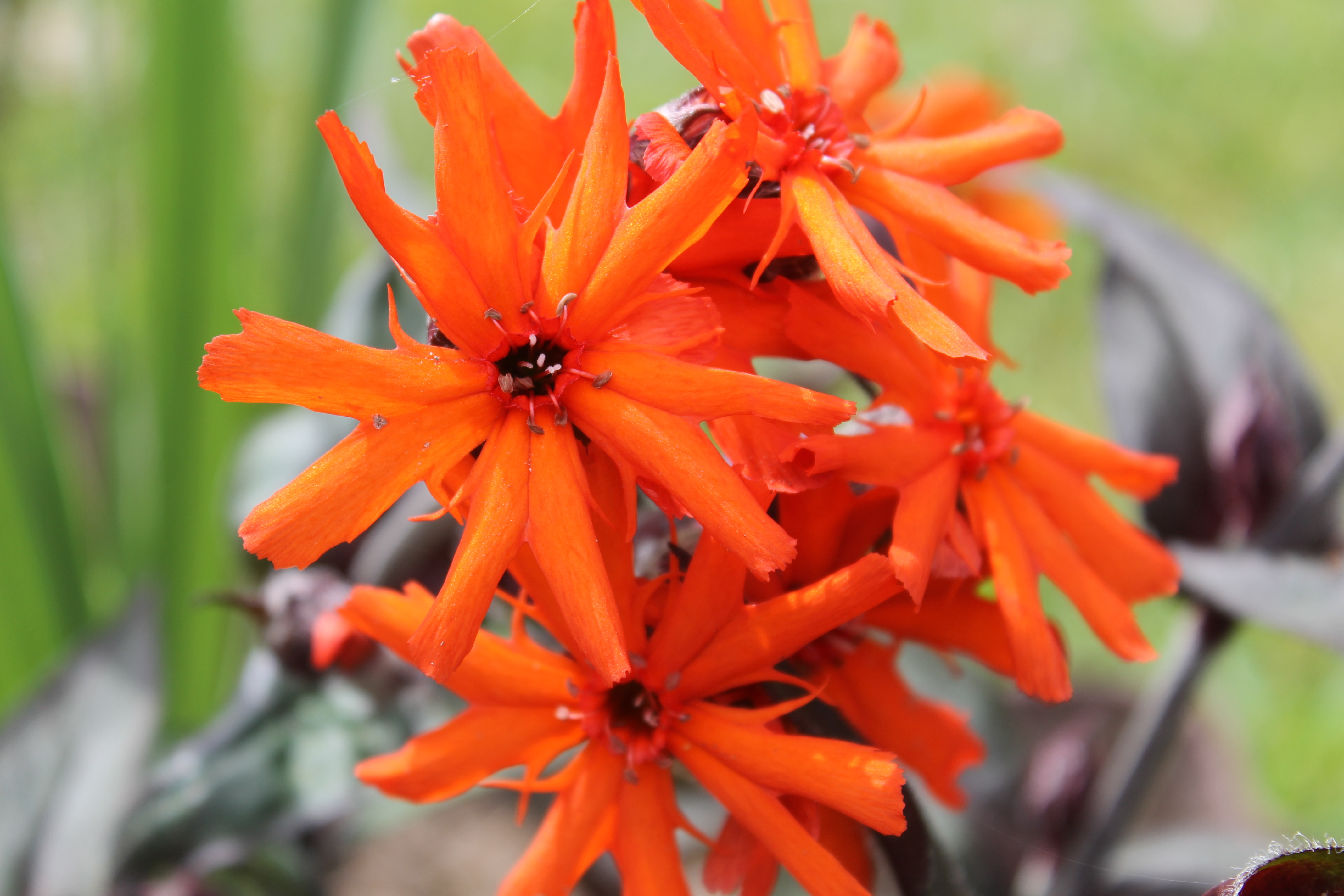 Превью изображения