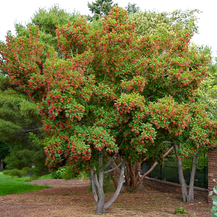 Превью изображения