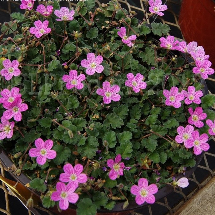 Превью изображения