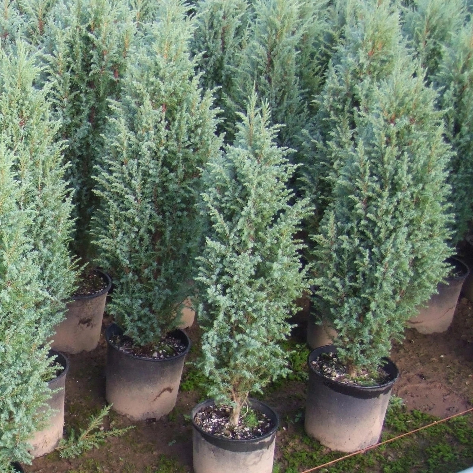 Превью изображения