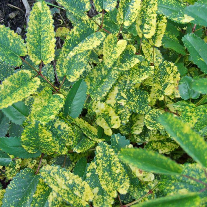 Превью изображения