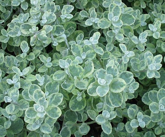 Превью изображения