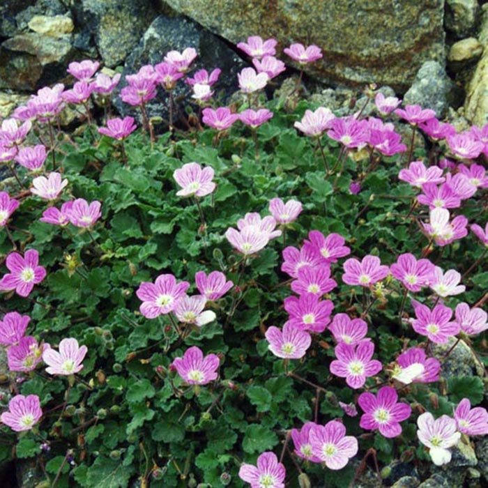 Превью изображения