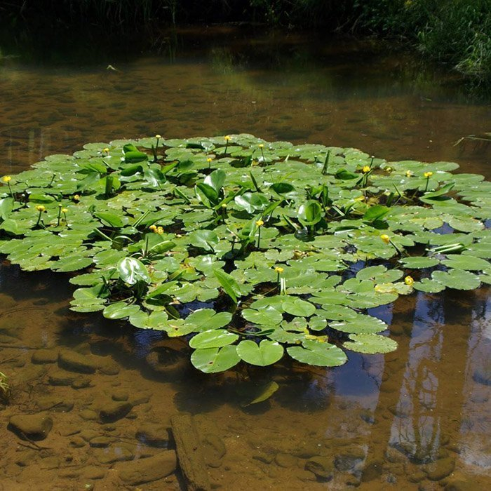 Превью изображения