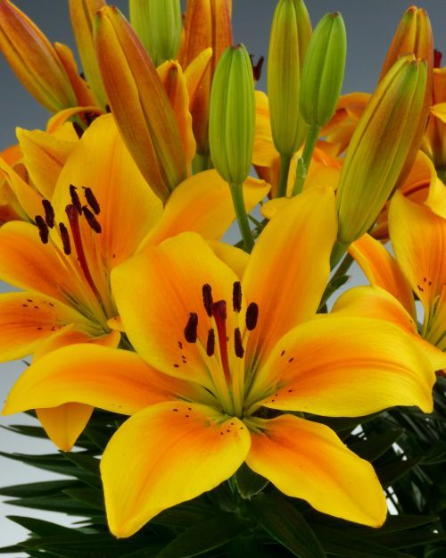 Превью изображения