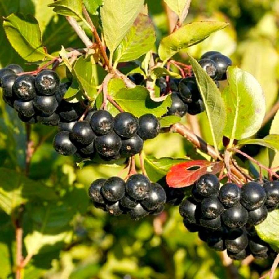 Превью изображения