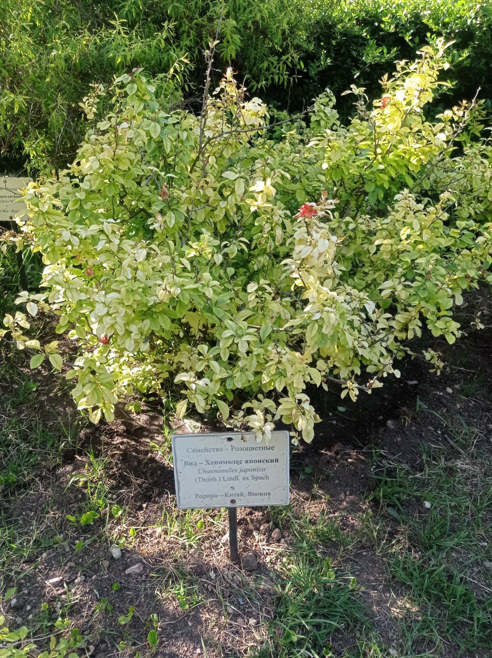 Превью изображения