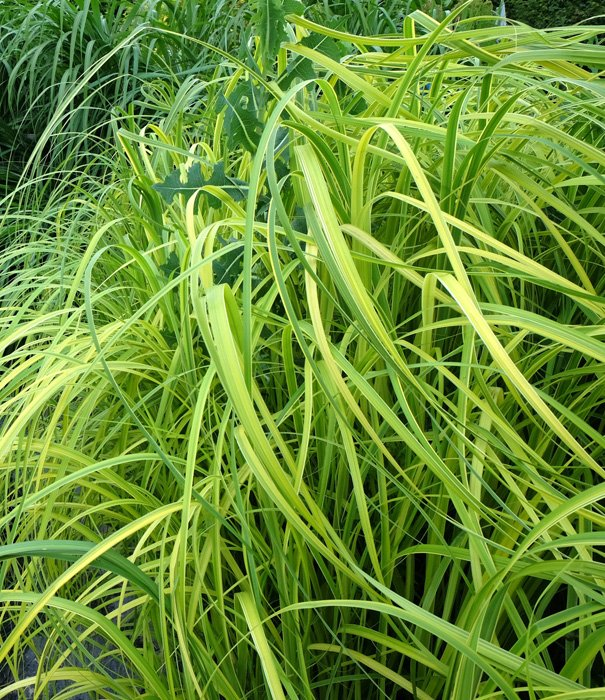 Превью изображения