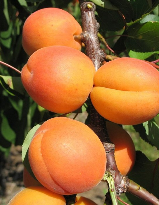 Превью изображения