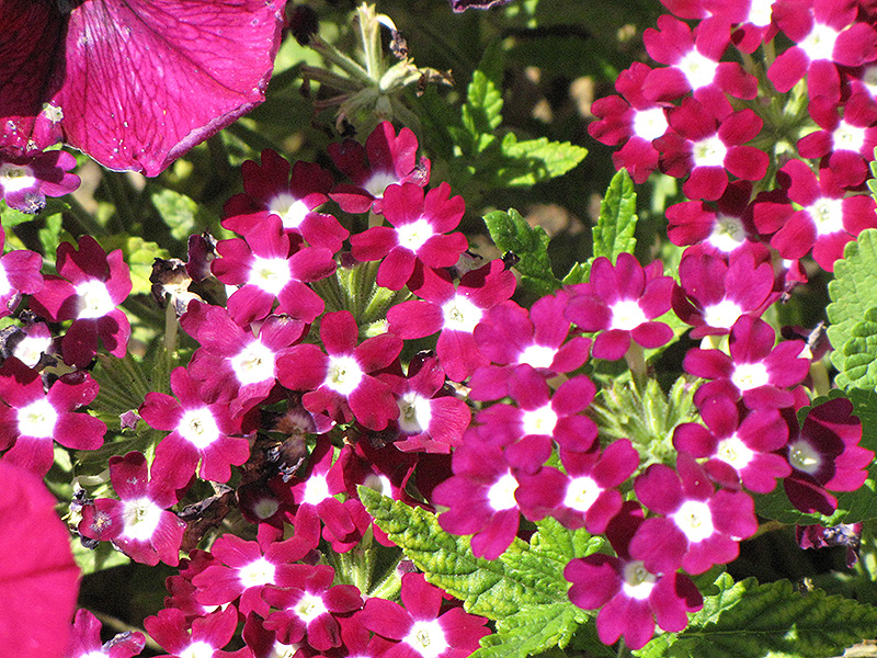 Превью изображения