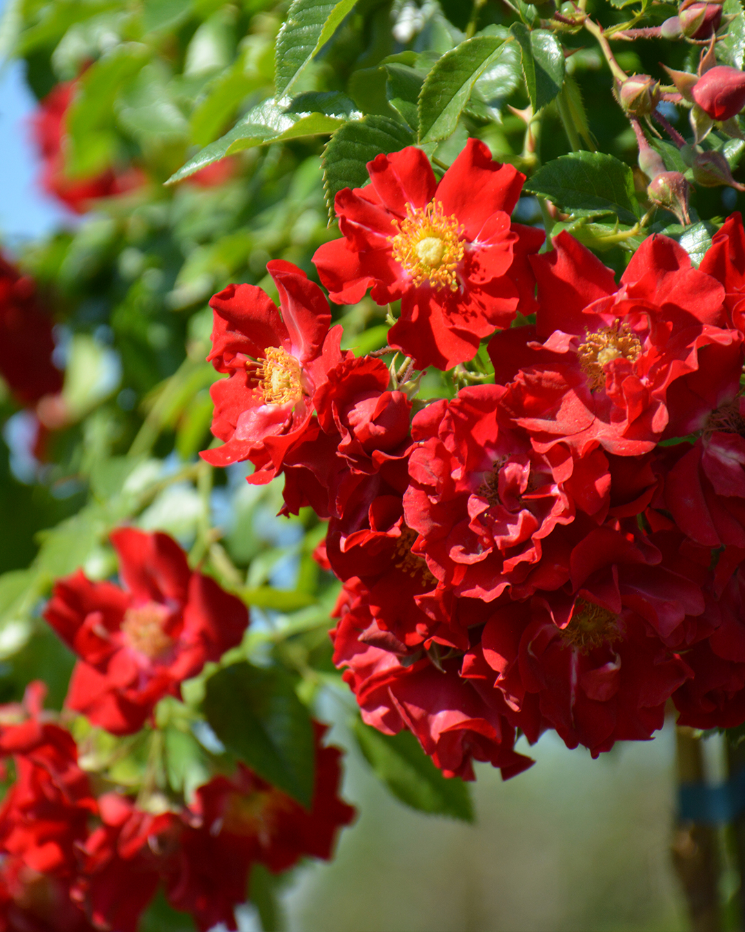 Превью изображения