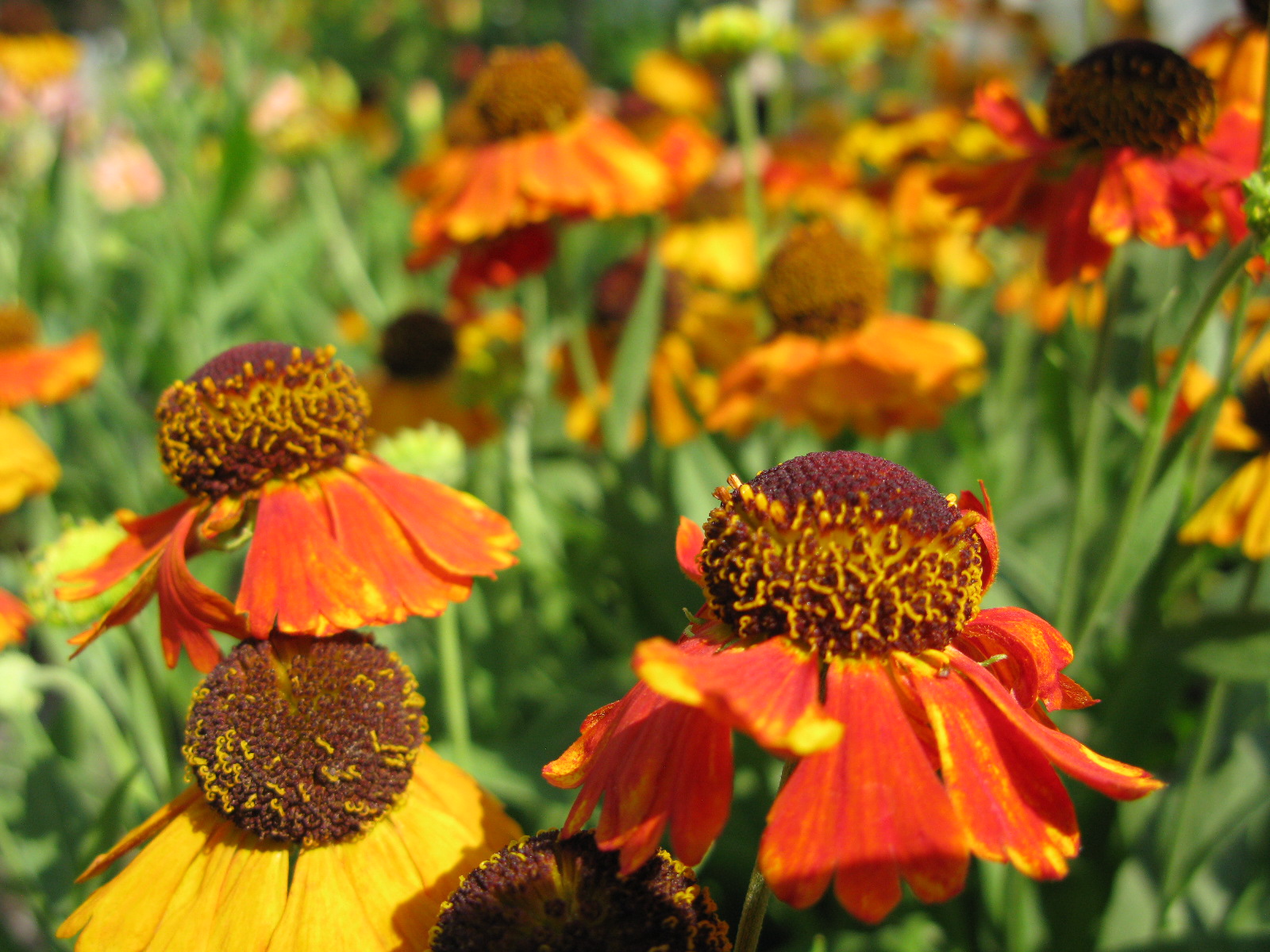 Превью изображения