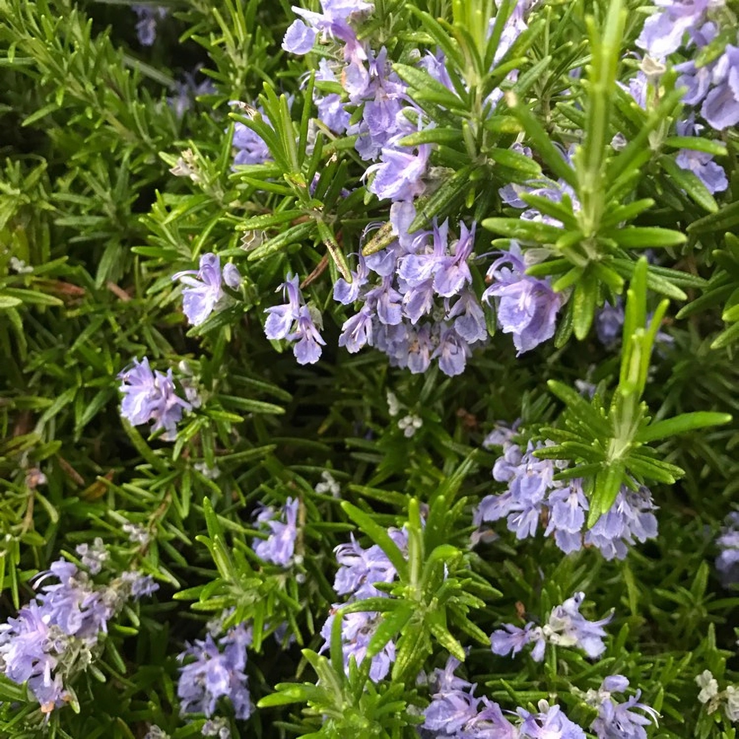 Превью изображения