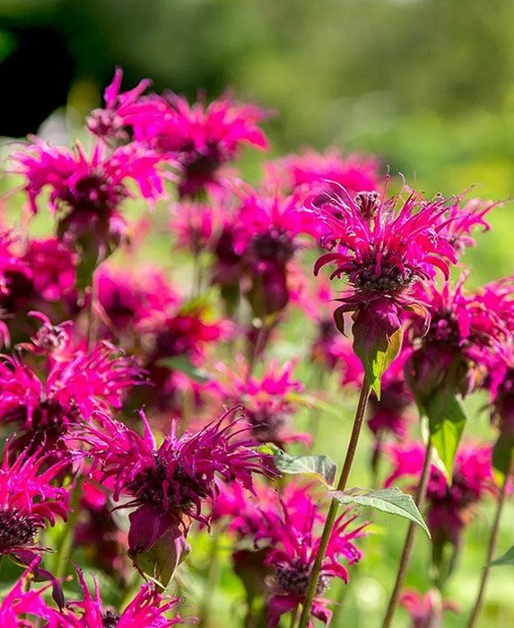 Превью изображения