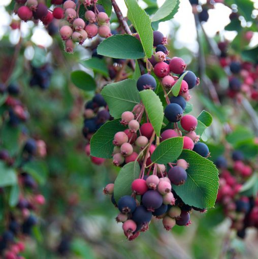 Превью изображения