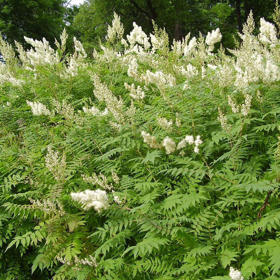 Превью изображения