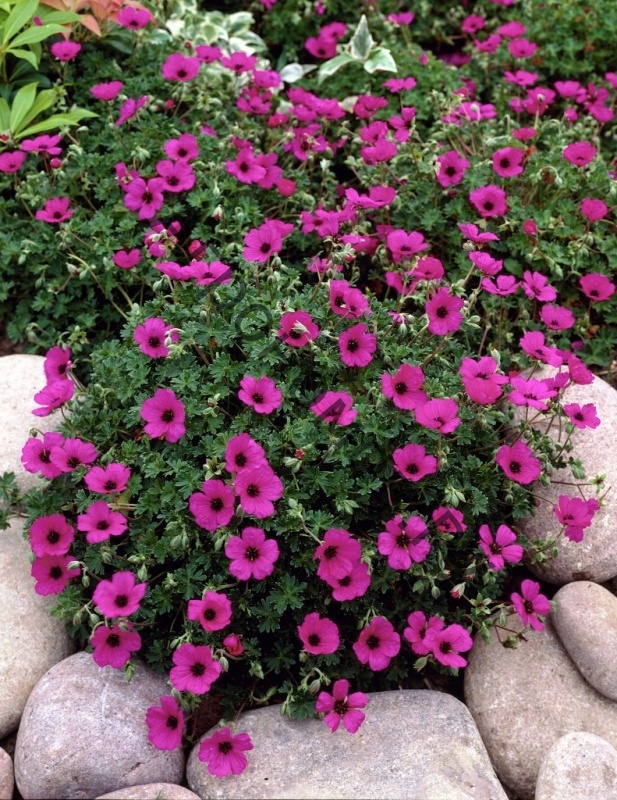 Превью изображения