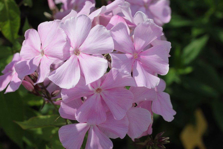 Превью изображения