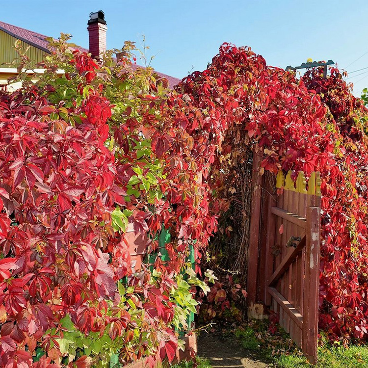 Превью изображения