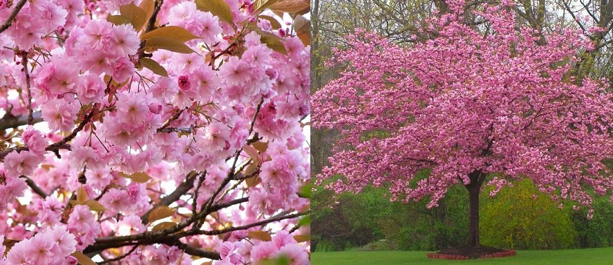 Превью изображения