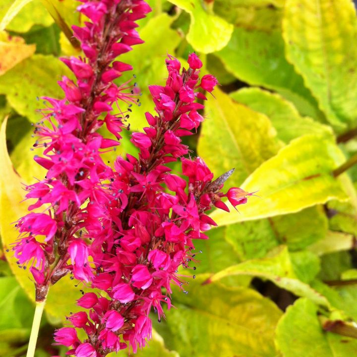 Превью изображения