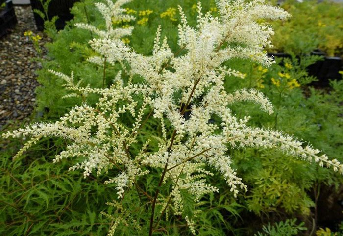 Превью изображения