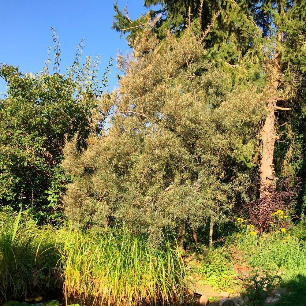 Превью изображения