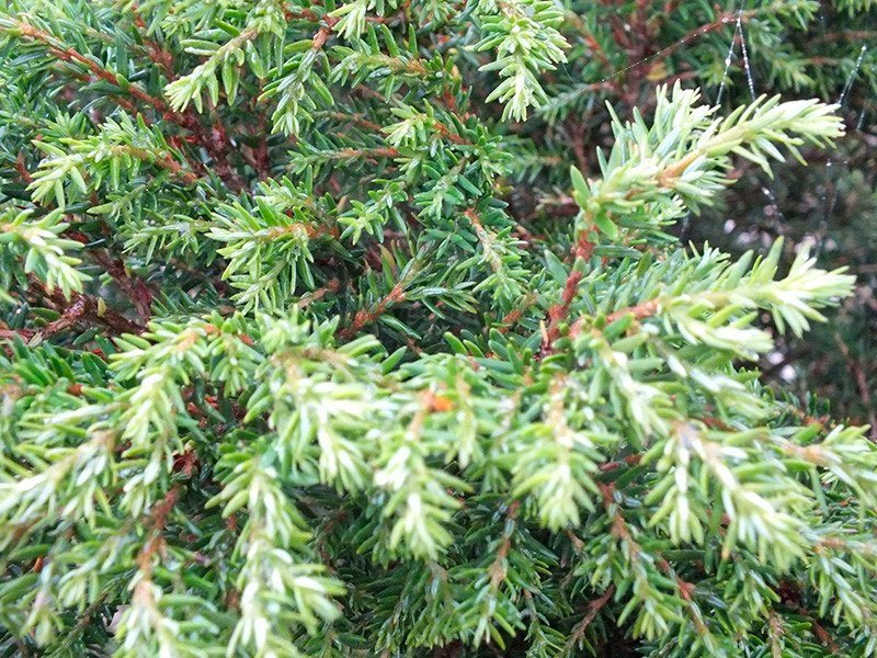 Превью изображения