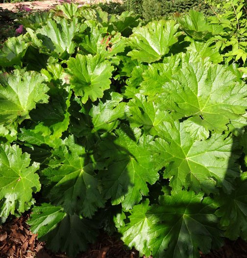 Превью изображения