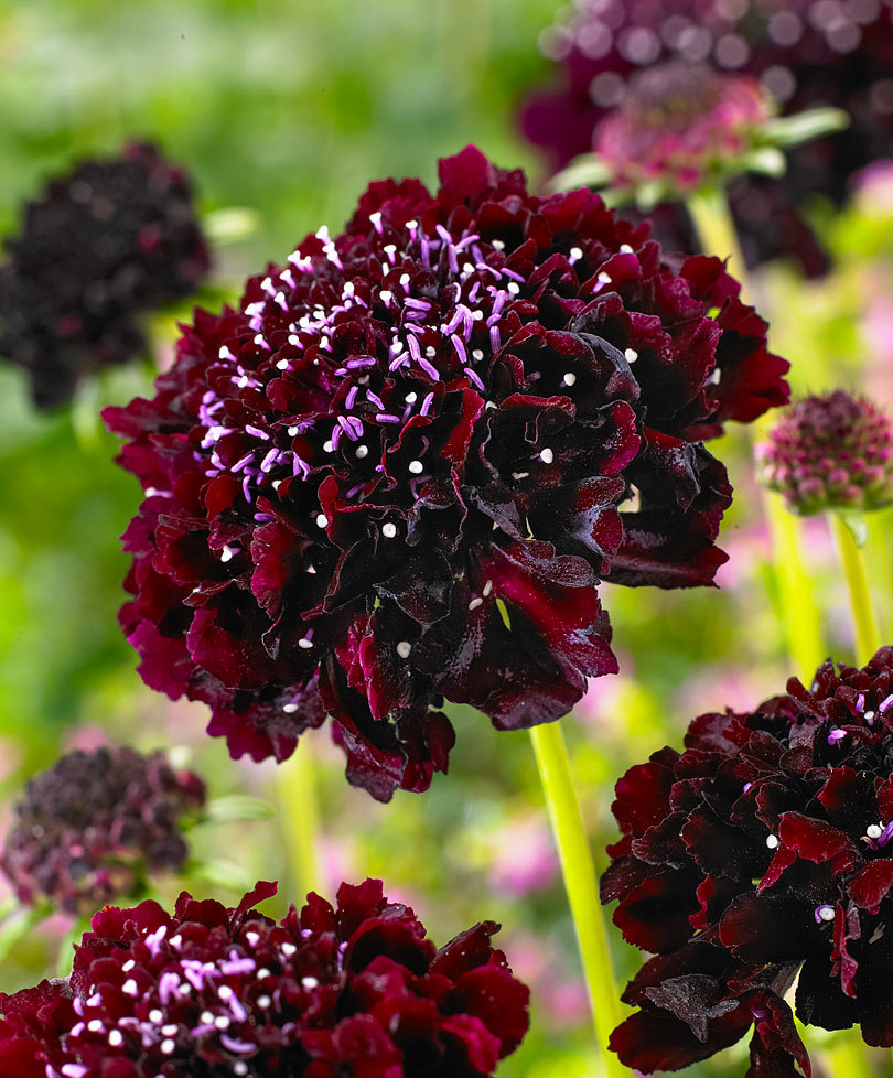 Превью изображения